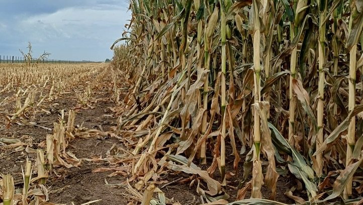 Prorrogaron la emergencia agropecuaria en Trenque Lauquen: hay unas 40 mil hectáreas afecadas