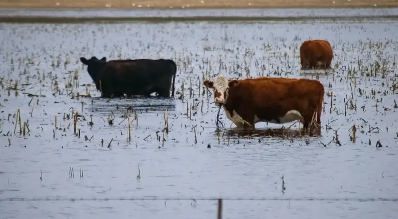 ARBA eximió este año del Inmobiliario Rural a campos de 19 distritos afectados por inundaciones