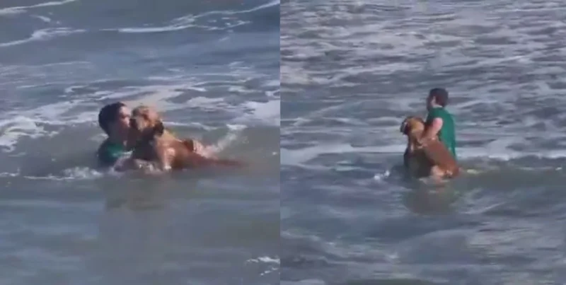 Heroico rescate en Mar del Plata: un perro fue arrastrado por la corriente y un vecino nadó hasta salvarlo