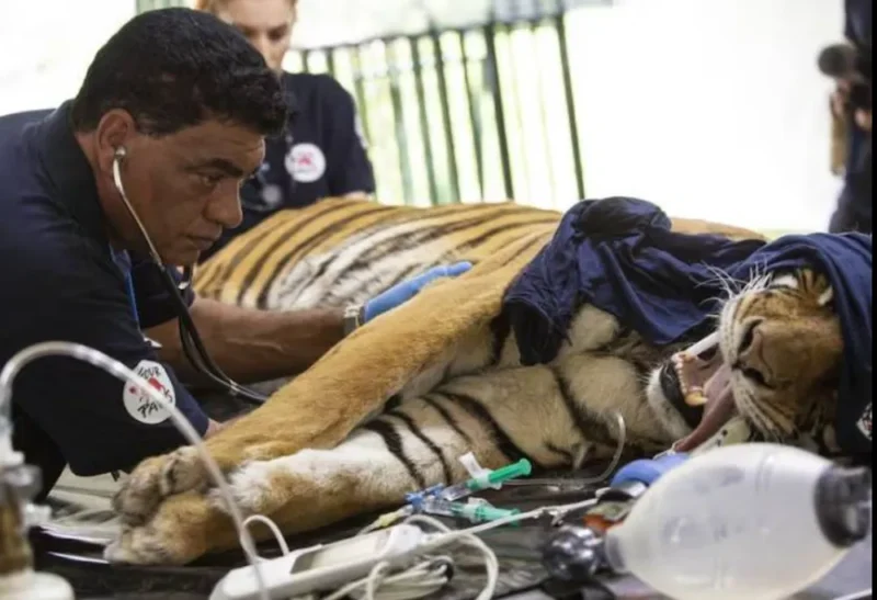 Una ONG al rescate de los animales del ex Zoológico de Luján