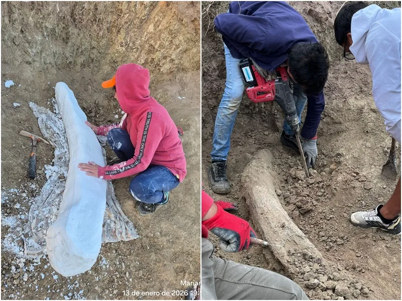 Hallazgo paleontológico en Miramar: rescatan colmillo gigante de elefante prehistórico