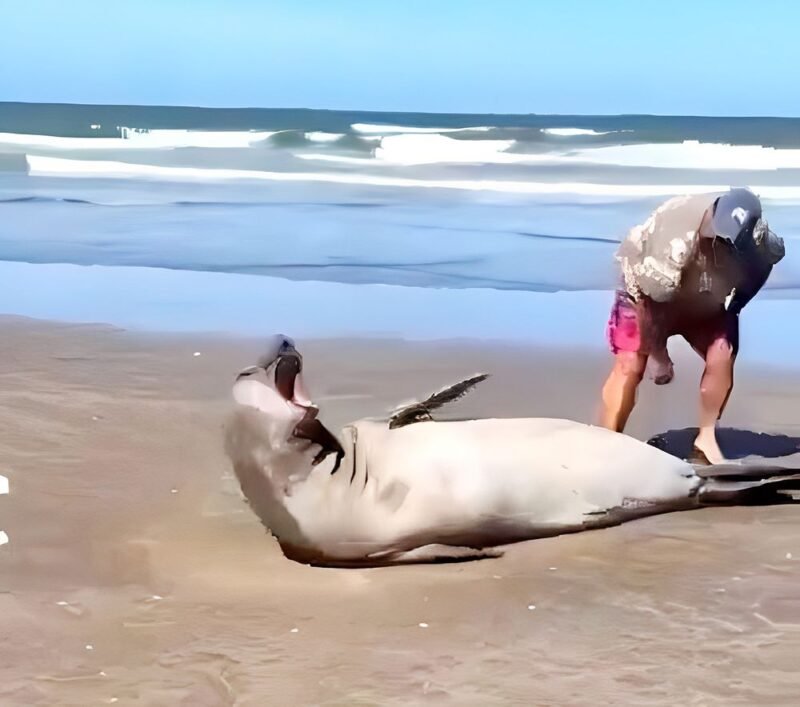 Un hombre se acercó a un lobo marino que estaba en la orilla y la gente lo increpó