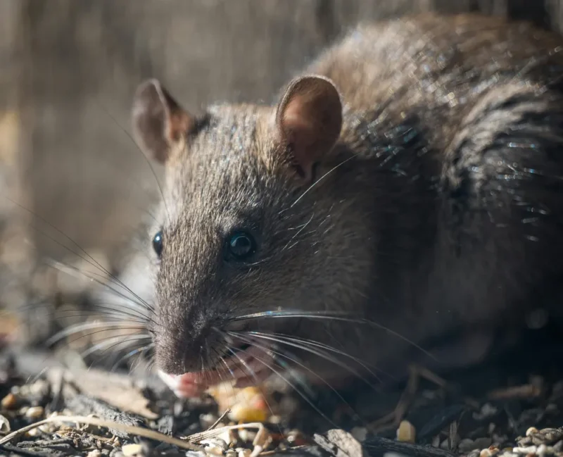 Una persona falleció por hantavirus en Arrecifes y ya son cinco las víctimas en PBA