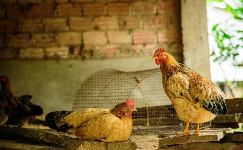 Detectaron otro brote de gripe aviar en la provincia de Buenos Aires y piden fortalecer las medidas de prevención