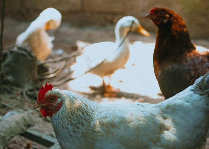 Mar del Plata registró un caso de influenza aviar en aves de traspatio