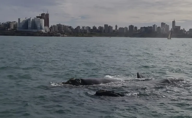 Temporada de ballenas en Mar del Plata: Prefectura pide extremar los cuidados y lanza una serie de restricciones