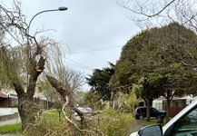 El fuerte viento provocó caída de árboles y cartelería en distintos puntos de Mar del Plata