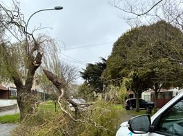 El fuerte viento provocó caída de árboles y cartelería en distintos puntos de Mar del Plata