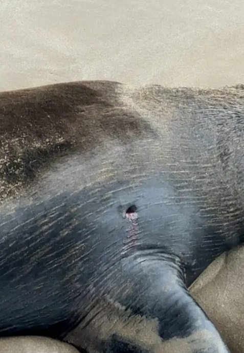 Un lobo marino murió tras recibir un disparo y agonizar durante varios días